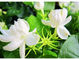 White Jasmine Seeds Jasmine Flower Fragrant Plant Arabian Jasmine