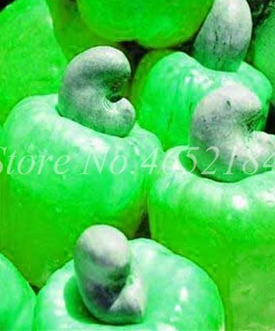 Cashew Tree Seed Anacardium Occidentale Rare Tropical Plant (Color: 6)