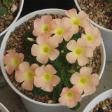 Oxalis pulchella var. tomentosa Series Bulb, Pack of 5 Bulbs