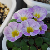 Oxalis obtusa 'Hybrids' Bulbs: Stunning Bi-Color Winter-Spring Flowers for Pots, Windowsills & Rock Gardens