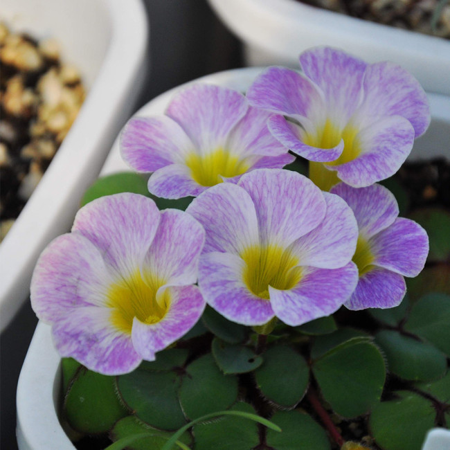 Oxalis obtusa 'Hybrids' Bulbs: Stunning Bi-Color Winter-Spring Flowers for Pots, Windowsills & Rock Gardens