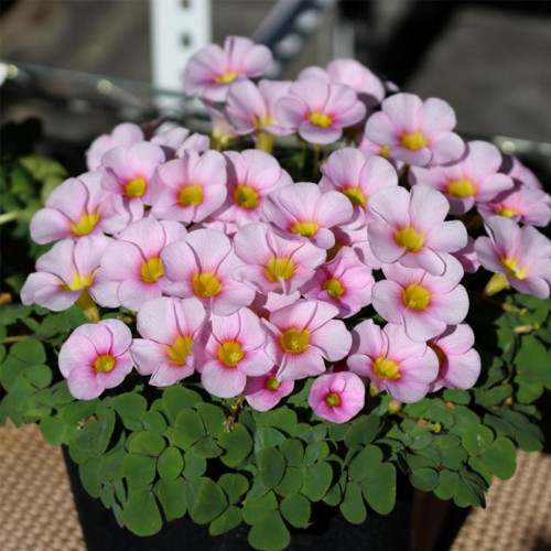 Oxalis Obtusa 'Purpurea Ulifoura' Flowering Bulbs | Easy-Care Pink Blooms for Pots & Gardens