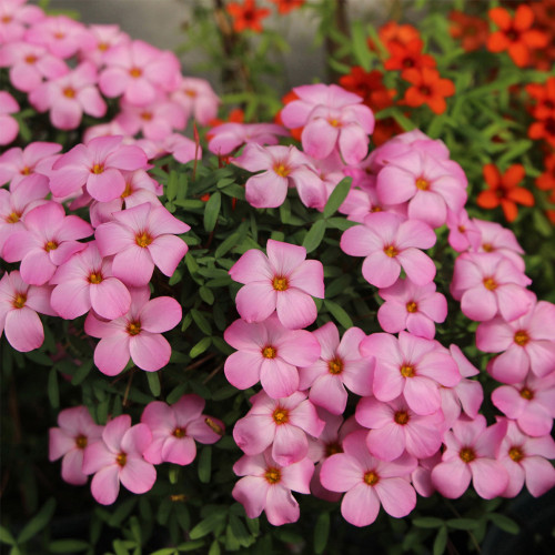 Oxalis obtusa Series Bulb - 'Shy Moon', Pack of 3 Bulbs