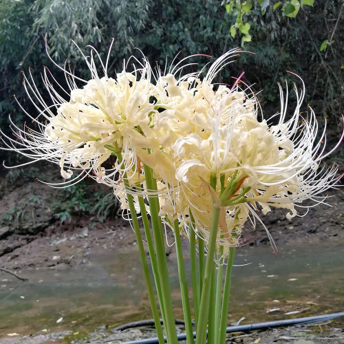 White Lycoris Radiata Bulbs - Rare Spider Lily Flowering Bulbs for Fall Planting
