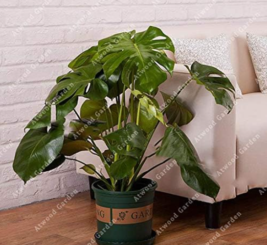 Evergreen Monstera Seed Perennial Flowers Garden Decor Plant