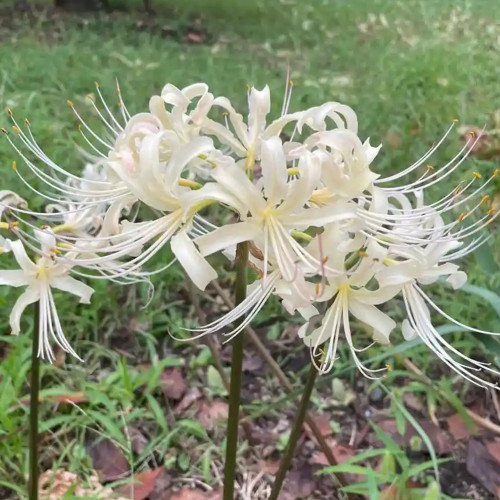 White Lycoris Radiata Bulbs - Rare Spider Lily Flowering Bulbs for Fall Planting
