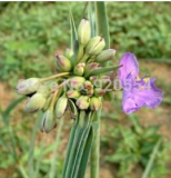 Ohio Spiderwort (Tradescantia Ohiensis) Seeds