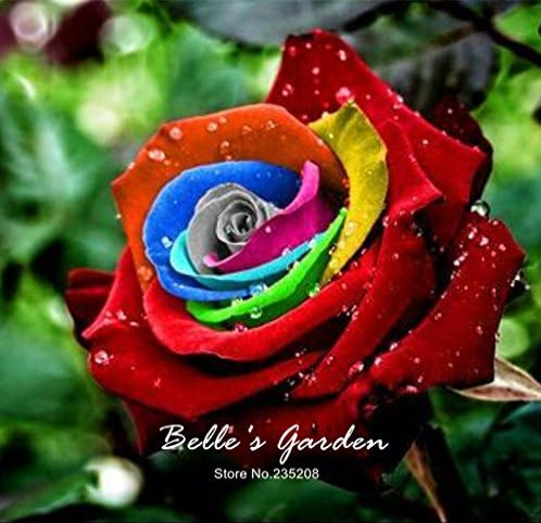 Mystic Rainbow Rose Seeds Bush Flower Seeds Perennial Shrub