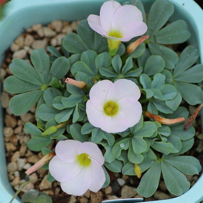 Oxalis flava Series Bulb - 'lavender form', Pack of 12 Bulbs