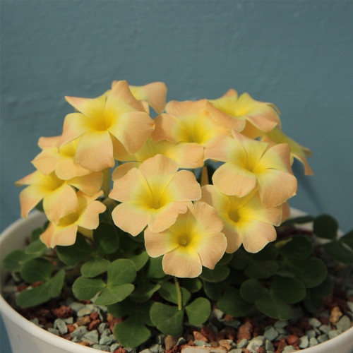 Oxalis pulchella tricolor Series Bulb, Pack of 5 Bulbs