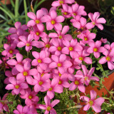 Oxalis hirta Series Bulb - 'Peach', Pack of 6 Bulbs