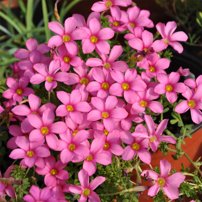Oxalis hirta Series Bulb - 'Peach', Pack of 6 Bulbs