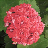 Rare Geranium Seed Apple Blossom Rosebud Pelargonium (Color: 4)