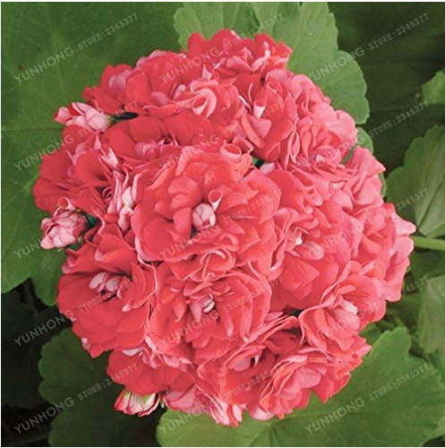 Rare Geranium Seed Apple Blossom Rosebud Pelargonium (Color: 4)