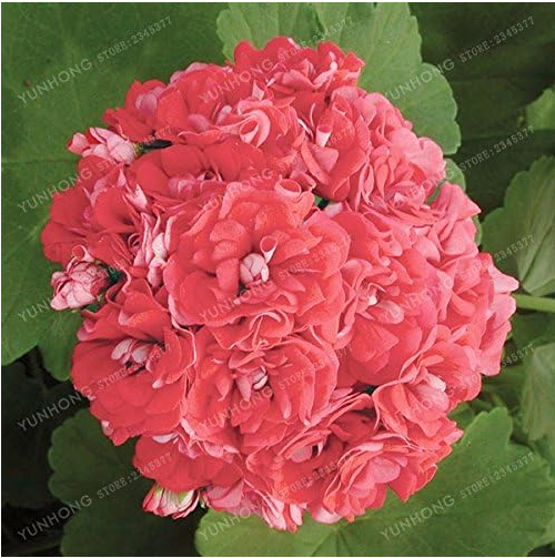 Rare Geranium Seed Apple Blossom Rosebud Pelargonium (Color: 4)