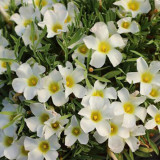 Oxalis massonorum Series Bulb, Pack of 6 Bulbs