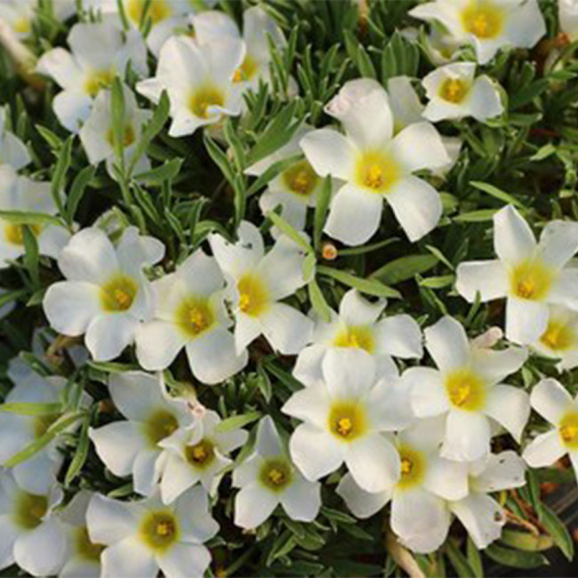 Oxalis massonorum Series Bulb, Pack of 6 Bulbs