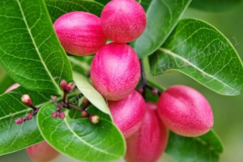 gooseberry fruit plant organic sweet fruit potted tree Seed for home garden - (Color: 6)