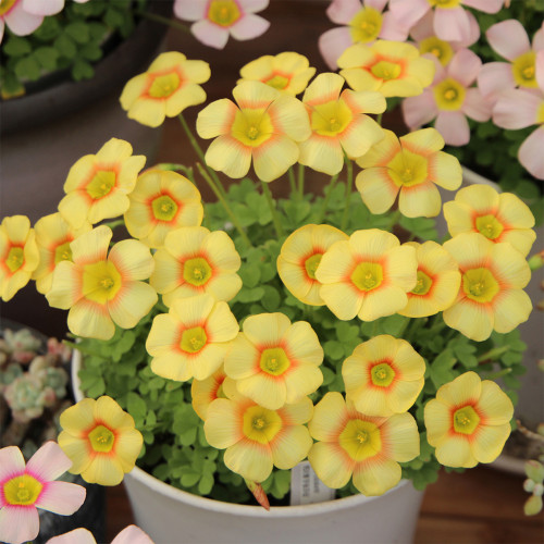 Oxalis obtusa 'Elizabeth' Flowering Bulbs: Yellow Blooms, Dormant Shipping, Winter-Spring Color, Low Maintenance