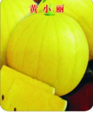 Huang Xiaoli Watermelon Seeds