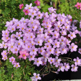 Oxalis hirta Series Bulb - 'Pale Lavender', Pack of 6 Bulbs