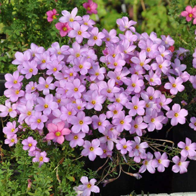 Oxalis hirta Series Bulb - 'Pale Lavender', Pack of 6 Bulbs