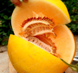 Cucumis Melo Seed Rare Exotic Golden Melon Seeds