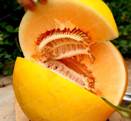 Cucumis Melo Seed Rare Exotic Golden Melon Seeds