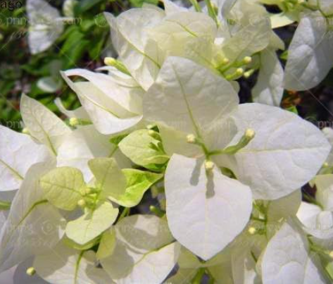 Brazil Bougainvillea Seed Beautiful Climbing Flower perennail Flowering (Color: 3)