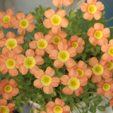 Oxalis obtusa 'Coppery Orange' Flowering Bulbs | Winter Flowering | Easy Care