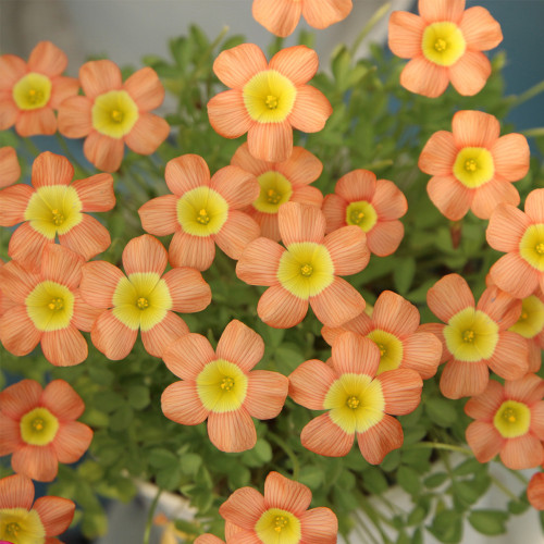 Oxalis obtusa 'Coppery Orange' Flowering Bulbs | Winter Flowering | Easy Care