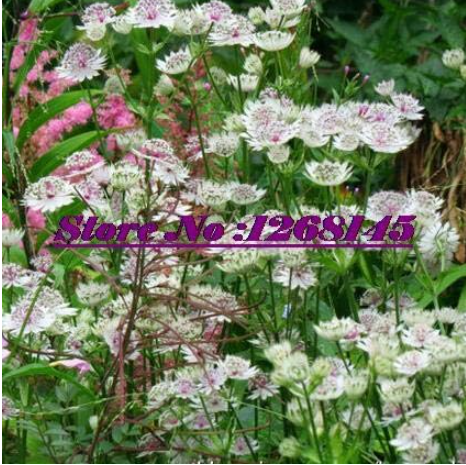 Astrantia,Hattie's Pincushion Seeds, Masterwort Seed Potted - Home Garden A1