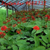 Chinese Hardy Panax Ginseng Korea Ginseng Seeds