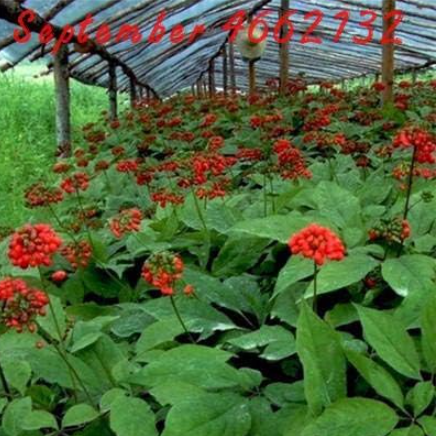 Chinese Hardy Panax Ginseng Korea Ginseng Seeds