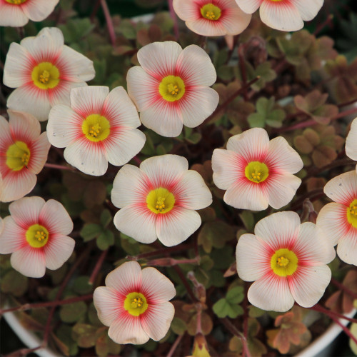 Oxalis obtusa 'Blush Eyelash' Bulbs | Winter/Spring Flowering, Low Maintenance, Pot & Garden Ready