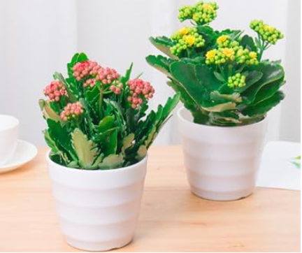 Winter Pot Kalanchoe Seed Longevity Flower Potted Plants - (Color: 3)