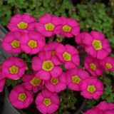 Oxalis obtusa 'Ruby' Flowering Bulbs - Compact, Low Maintenance Winter & Spring Color