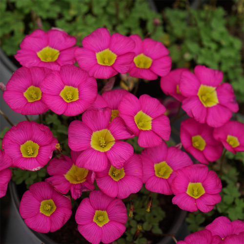 Oxalis obtusa 'Ruby' Flowering Bulbs - Compact, Low Maintenance Winter & Spring Color