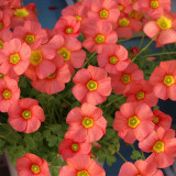 Oxalis obtusa 'Ceres Salmon' Bulbs | Dormancy for Shipping, Low Maintenance Blooms