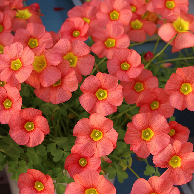 Oxalis obtusa 'Ceres Salmon' Bulbs | Dormancy for Shipping, Low Maintenance Blooms