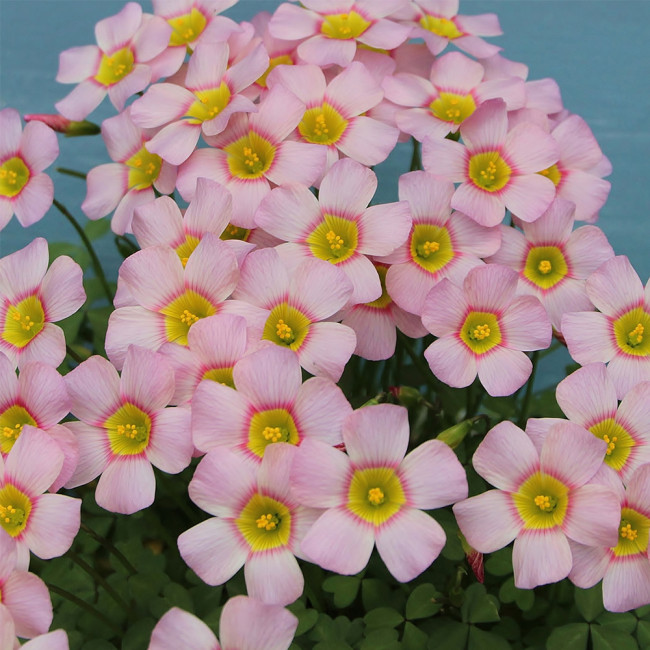 Oxalis obtusa 'Cerise Stone' Bulbs | Pink Winter-Spring Flowering | Low Maintenance