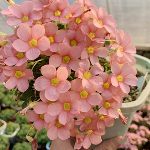 Oxalis convexula Series Bulb, Pack of 6 Bulbs