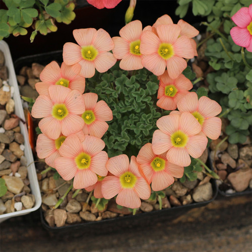 Oxalis obtusa 'Orange Cream' Flowering Bulbs | Winter Blooming Pot Plants, Compact, Low-Maintenance