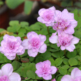 Oxalis obtusa 'Nidulans Pompom' Flowering Bulbs | Double Pink Pompom Flowers for Winter & Spring Bloom
