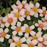Oxalis obtusa 'Fox Lady' Flowering Bulbs - Vibrant Pink & White Winter/Spring Blooms | Easy Care & Drought Tolerant