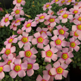 Oxalis obtusa 'Aurora' Flowering Bulbs - Vibrant Pink, Low Maintenance Winter/Spring Blooms