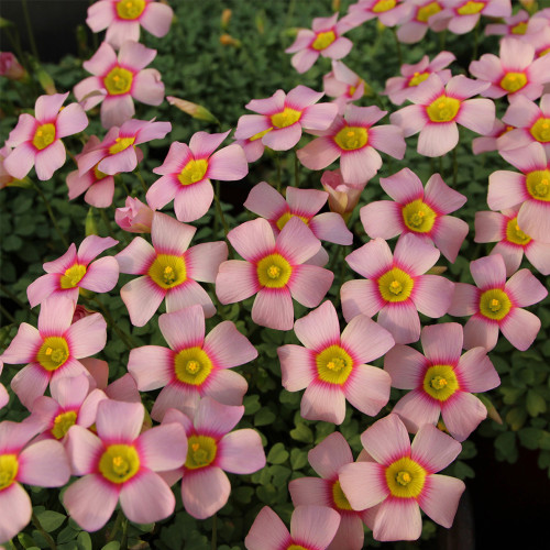 Oxalis obtusa 'Aurora' Flowering Bulbs - Vibrant Pink, Low Maintenance Winter/Spring Blooms
