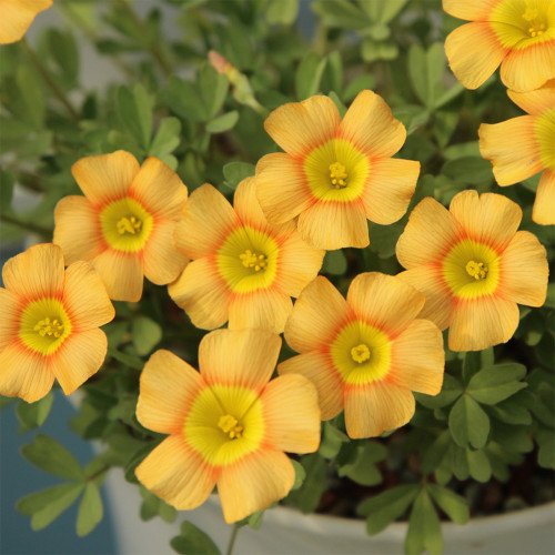 Oxalis obtusa 'Orange Cat' Flowering Bulbs – Winter/Spring Flowering, Easy Care