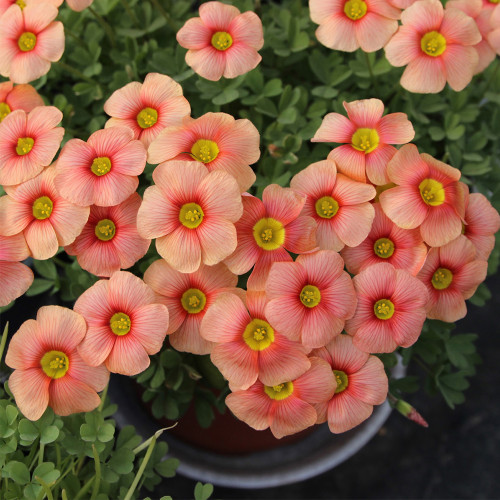 Oxalis obtusa 'Flaming Cloud' Flowering Bulbs | Winter Flowering | Easy Care | Ideal for Pots, Balconies & Rock Gardens