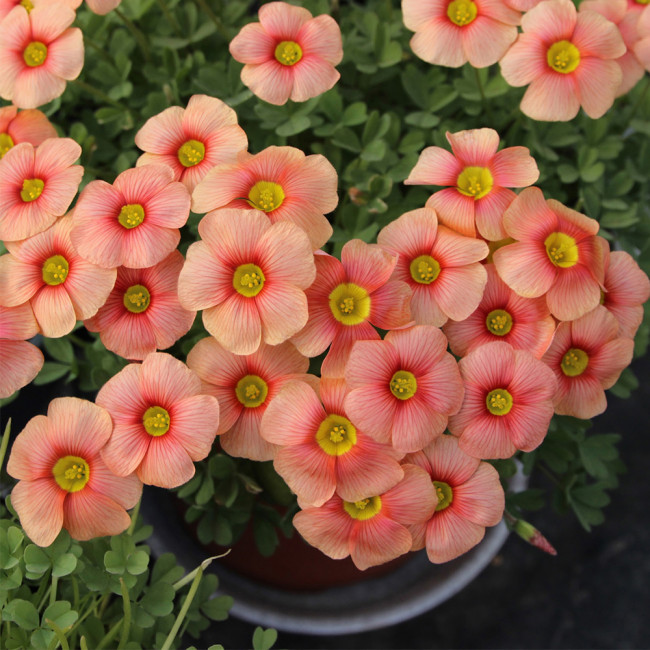 Oxalis obtusa 'Flaming Cloud' Flowering Bulbs | Winter Flowering | Easy Care | Ideal for Pots, Balconies & Rock Gardens